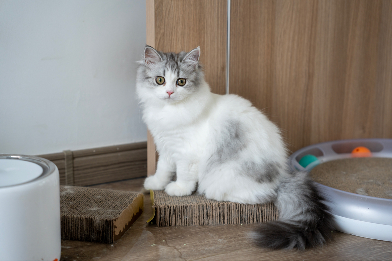 英国长毛猫这个品种怎么这么冷门