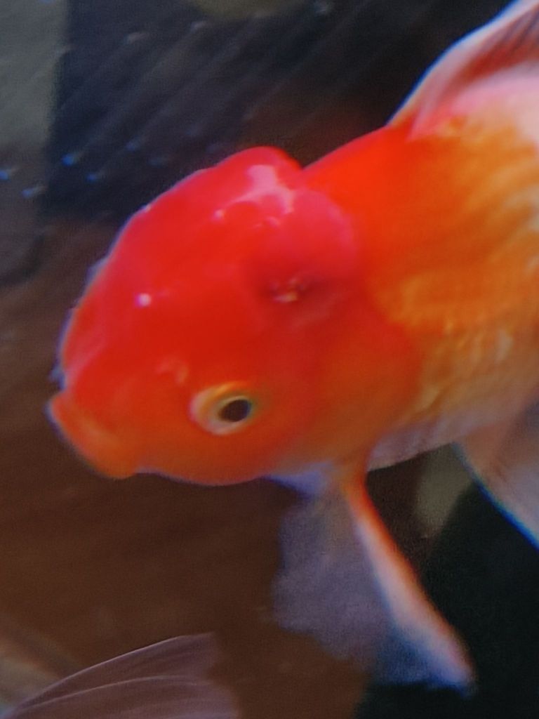 泰狮头瘤破啦蝴蝶鲤鱼鳍分叉啦大佬们