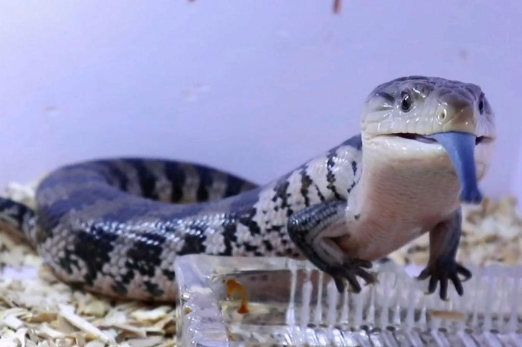 话说波奇酱说的野槌蛇是个什么玩意