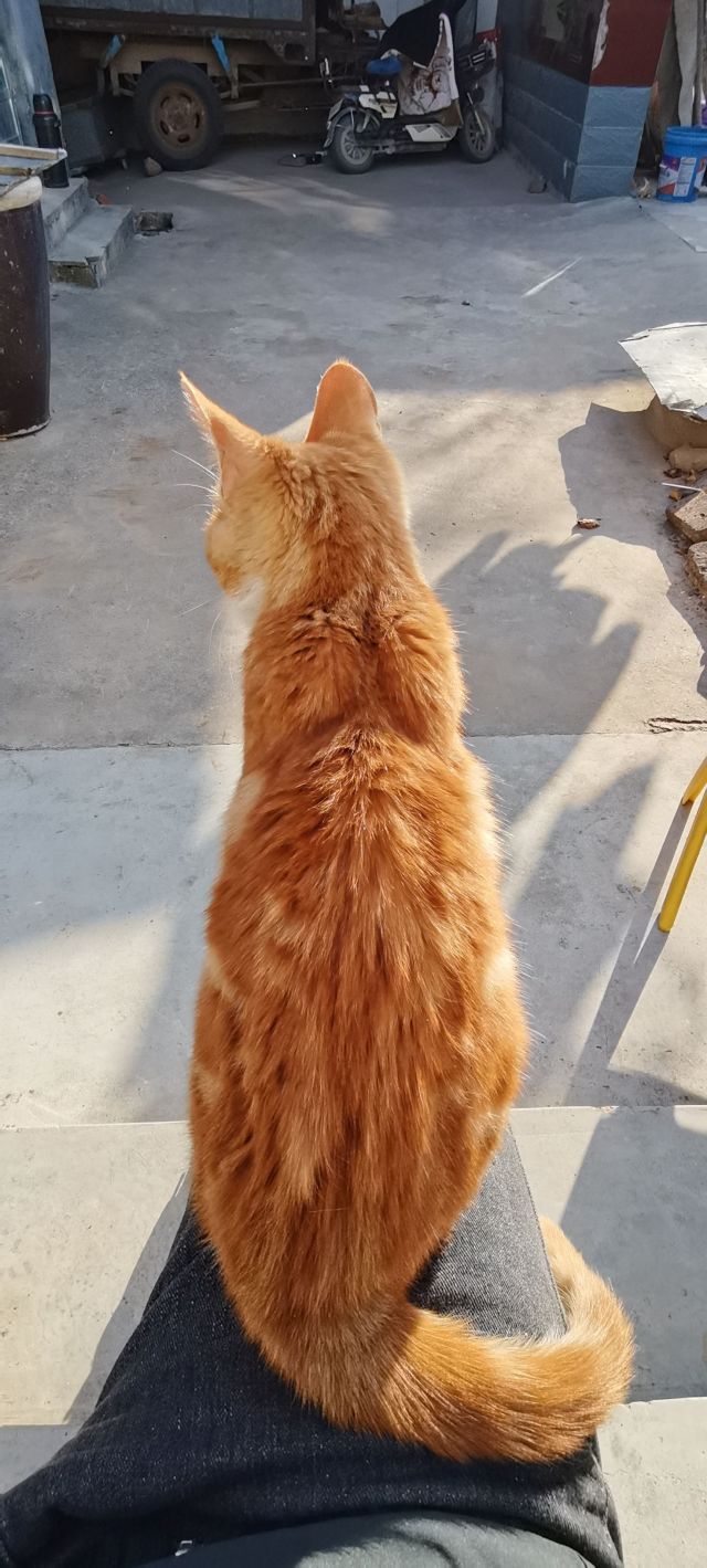 话说黄猫和橘猫有什么区别吗为啥有的被叫成黄猫有的被叫成橘猫