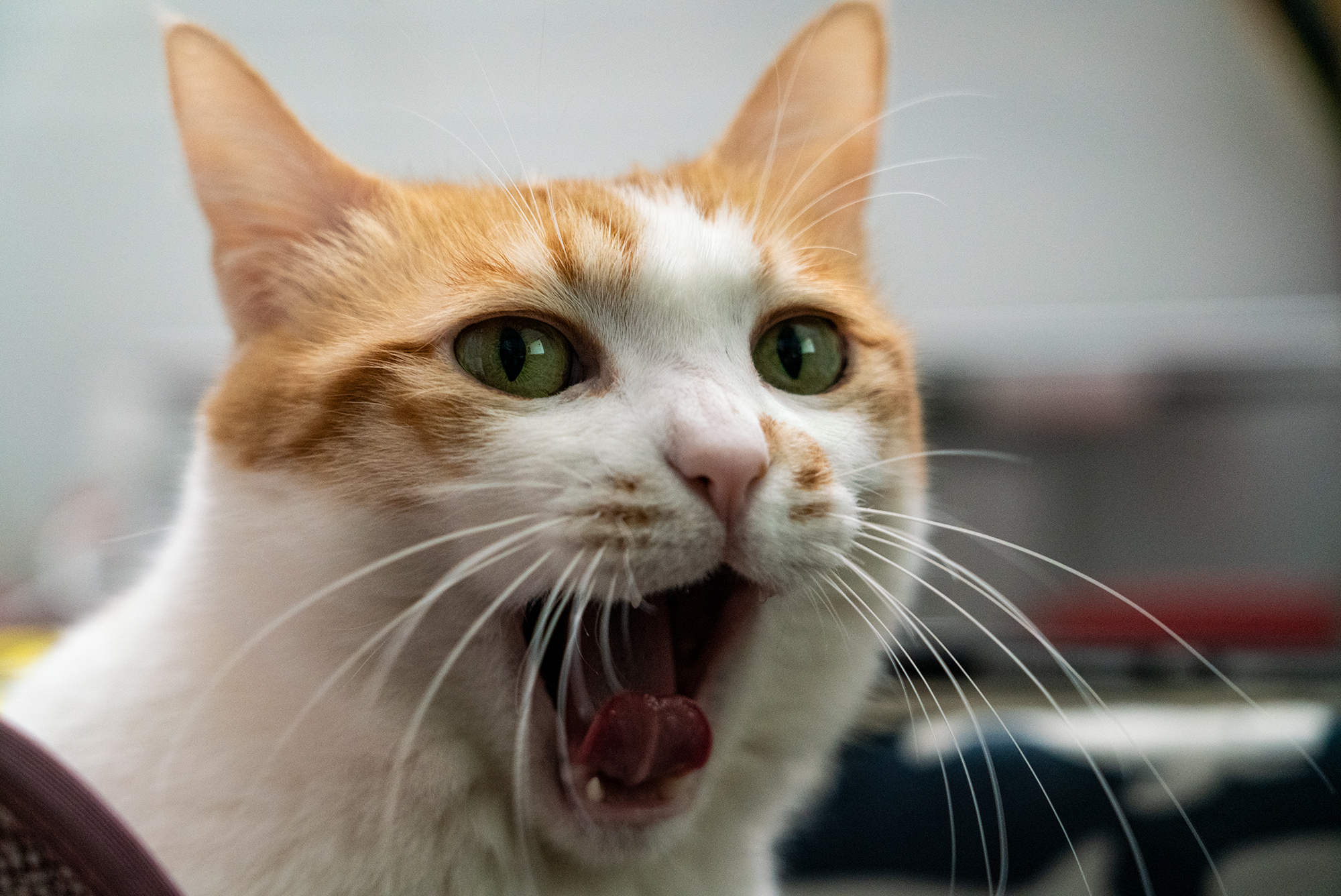 猫猫颜艺想吃小孩