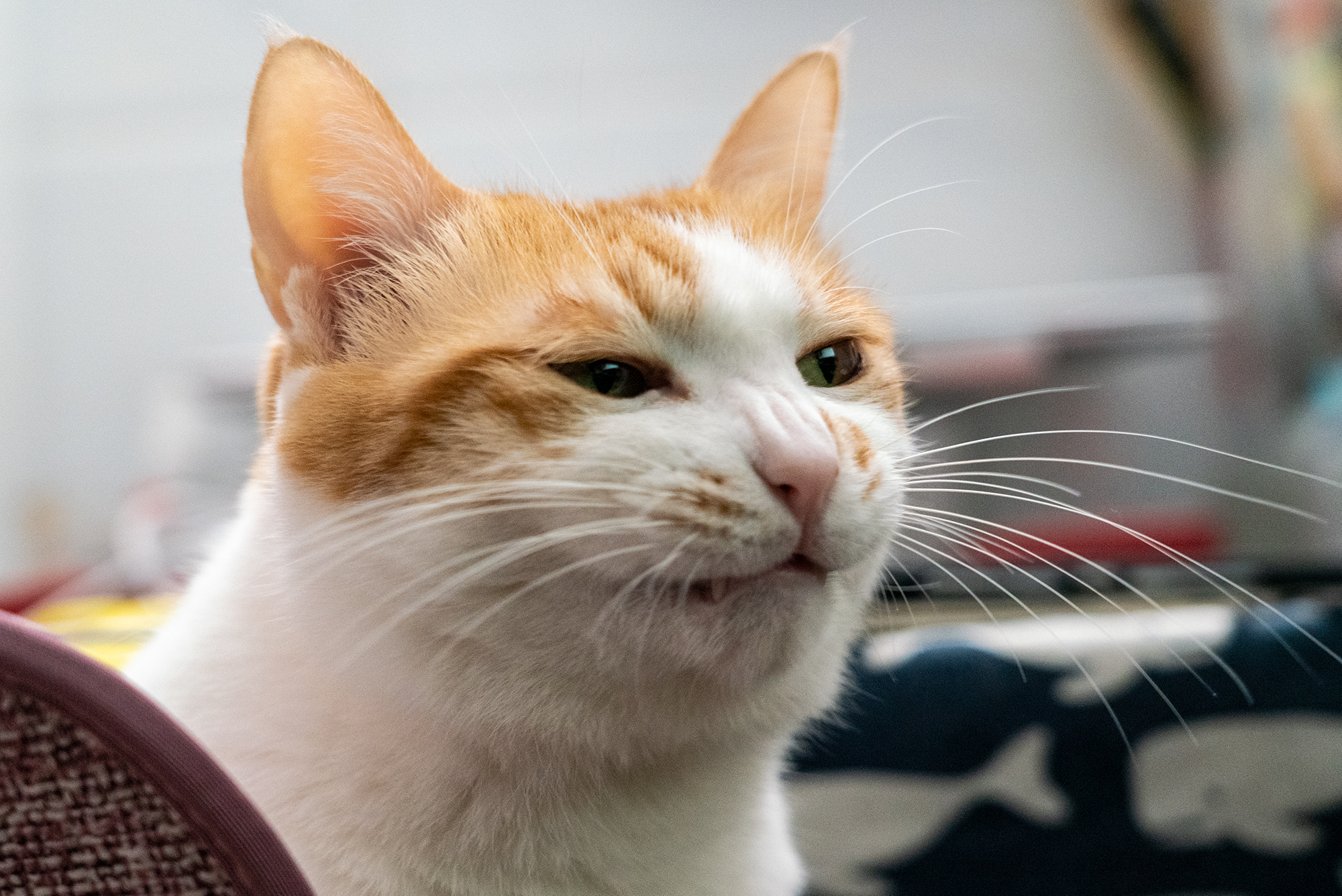 猫猫颜艺想吃小孩