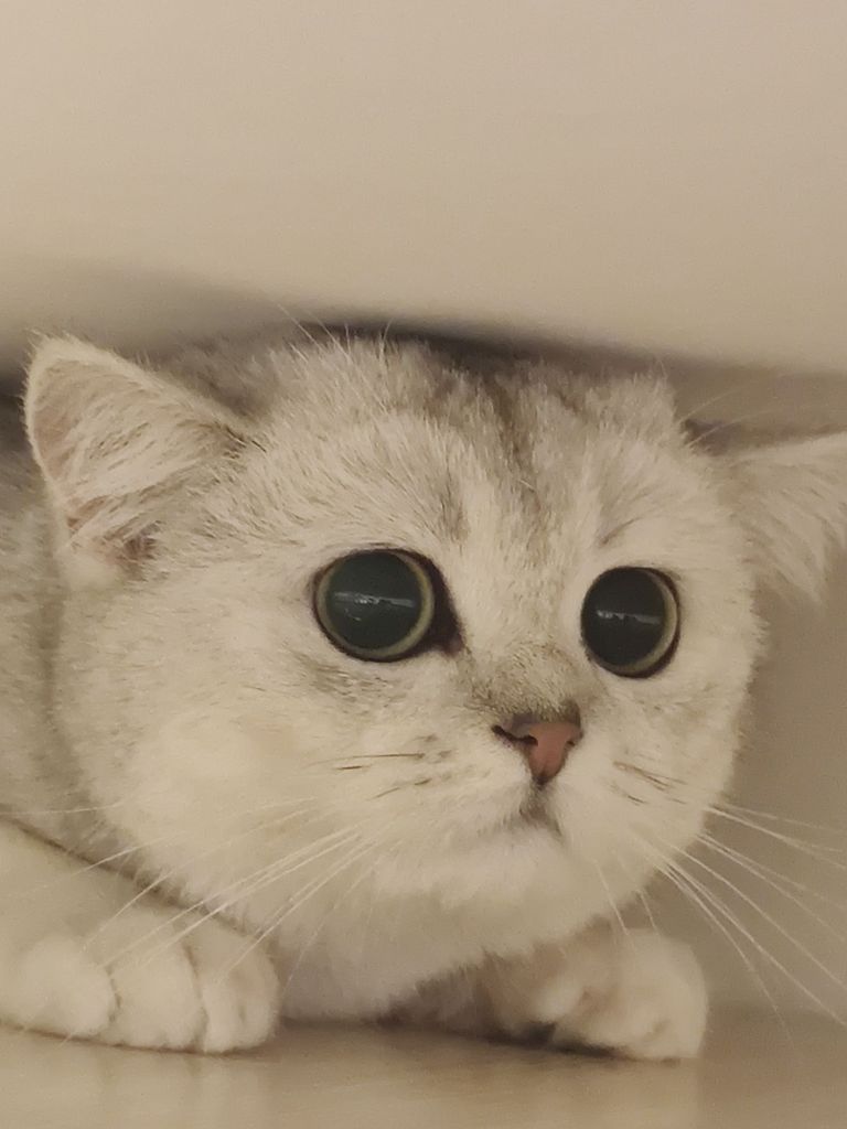 挂人八岐魅影金智秀jisoo绿人