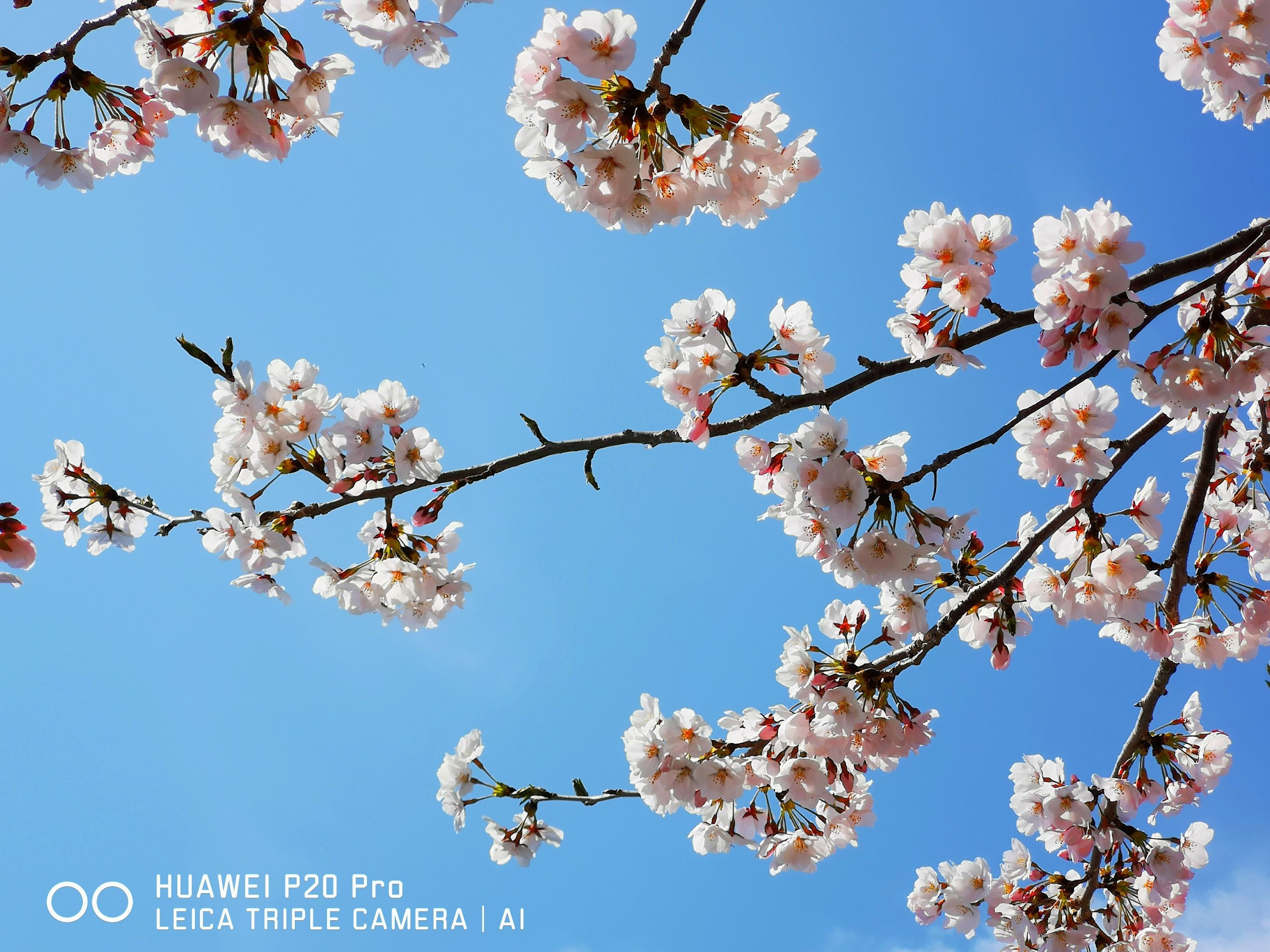 这就是p20p的全盛期实力吗?