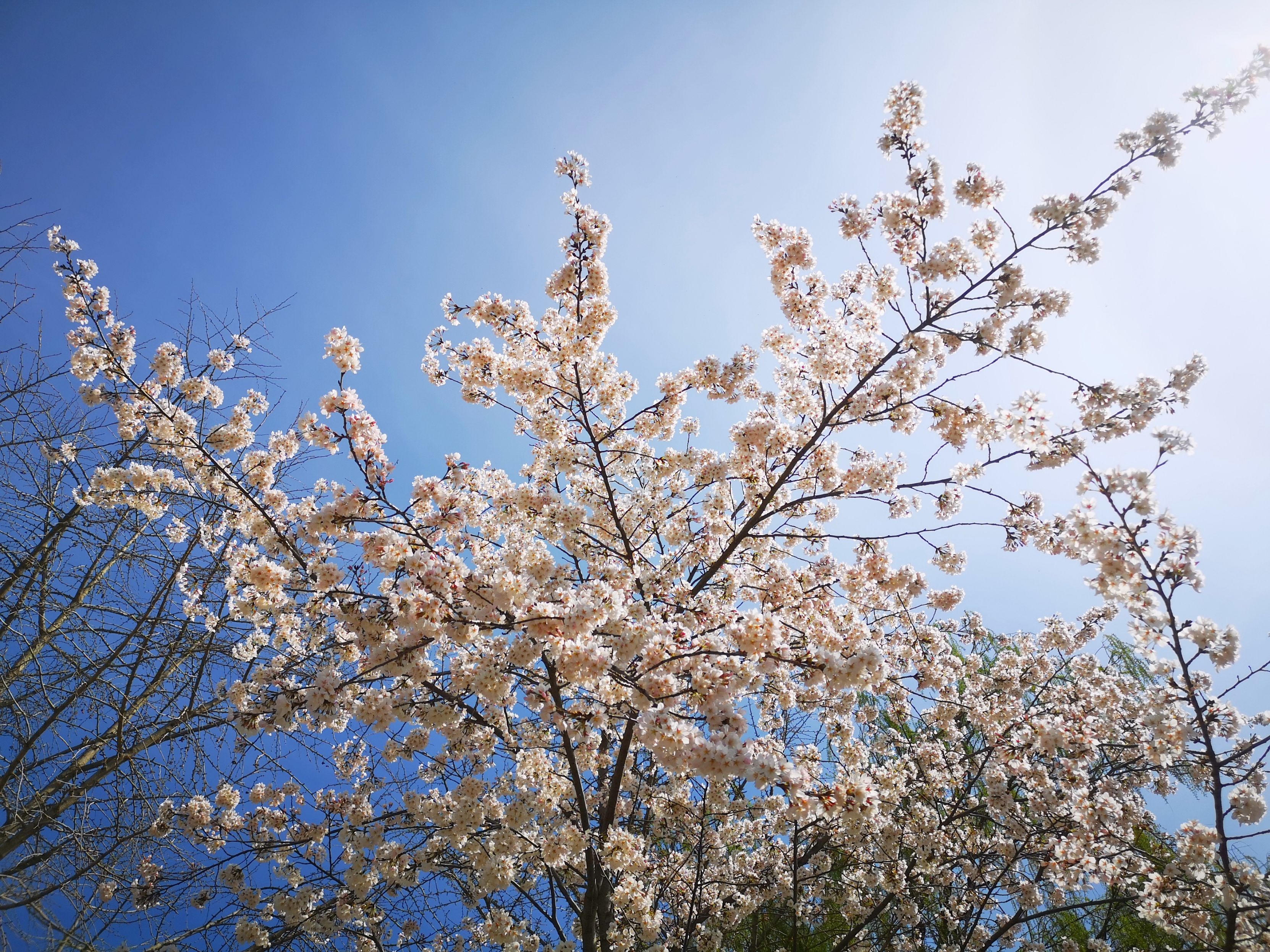 这就是p20p的全盛期实力吗?