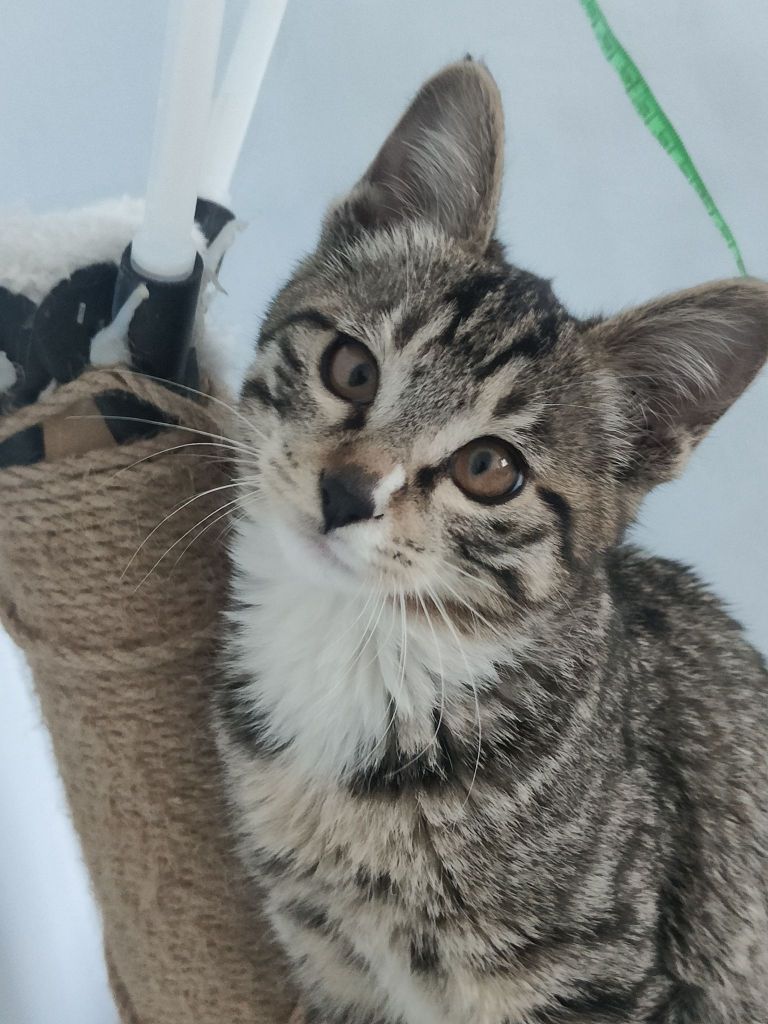 我家三只猫了又多了一只黑鼻的黑狸花猫一切都是意外