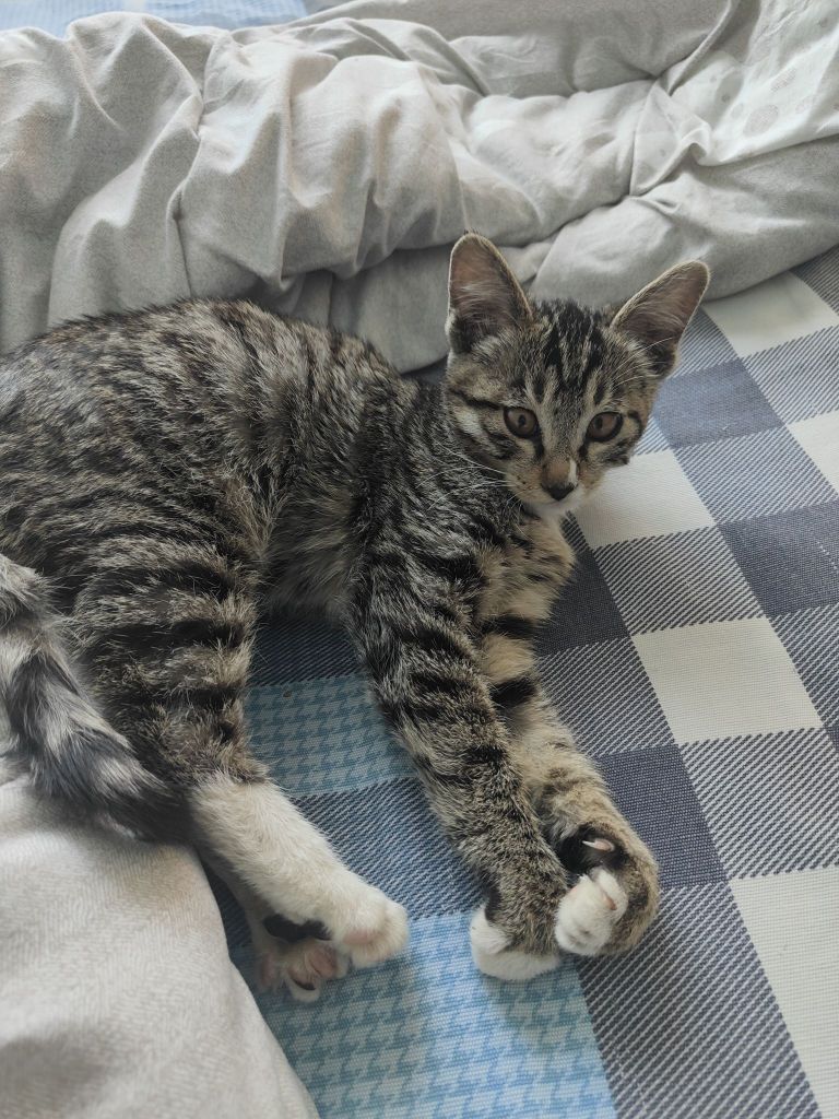 我家三只猫了又多了一只黑鼻的黑狸花猫一切都是意外