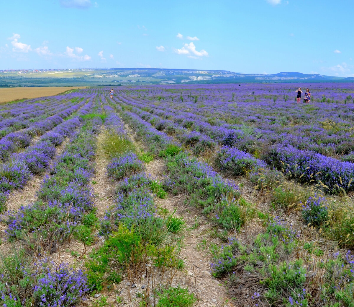 毛子克里米亚的薰衣草田门票300卢布