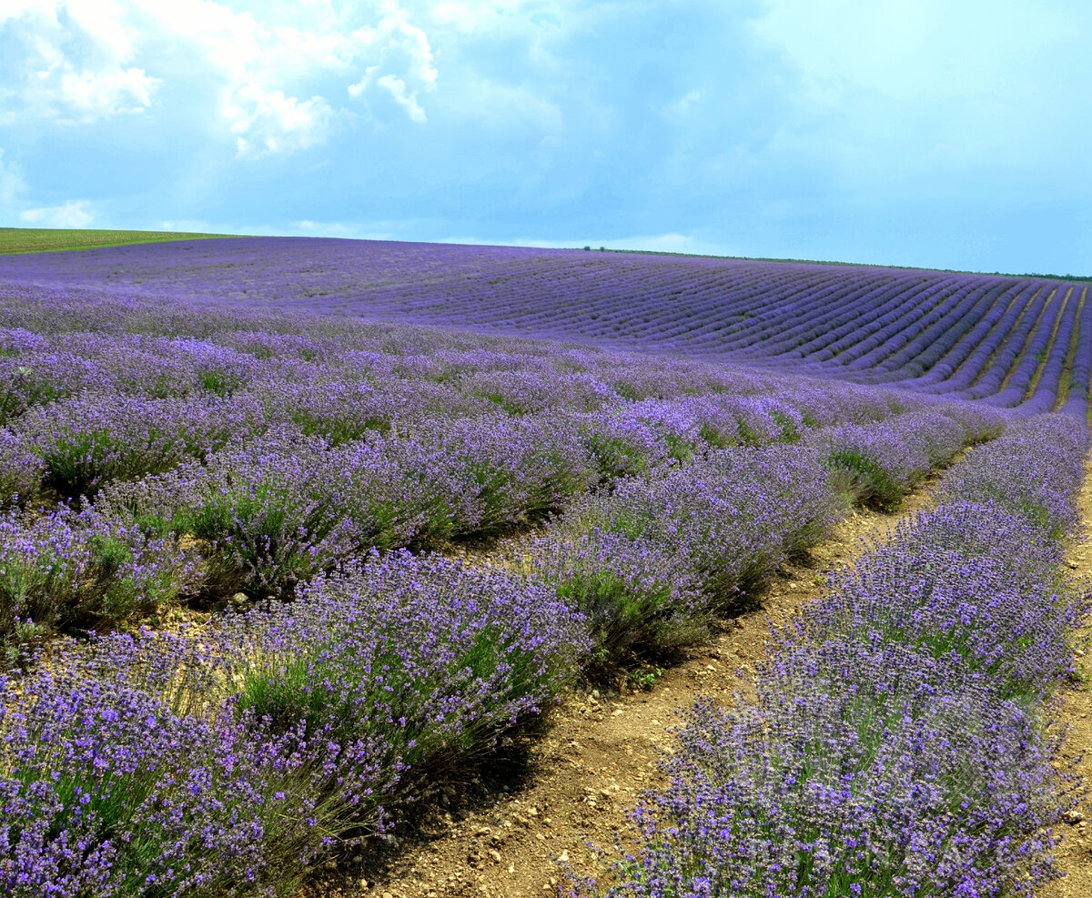 毛子克里米亚的薰衣草田门票300卢布