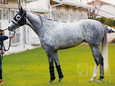 现实考证黄金船现役时期马体照片大合集