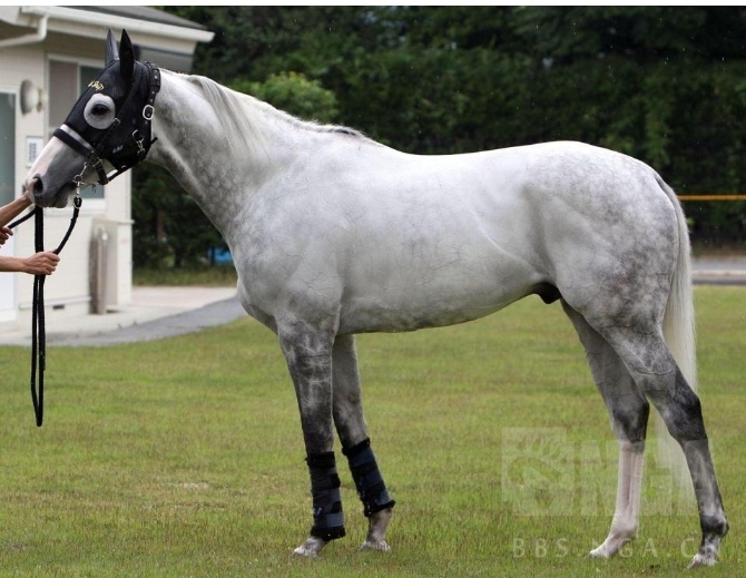 现实考证黄金船现役时期马体照片大合集