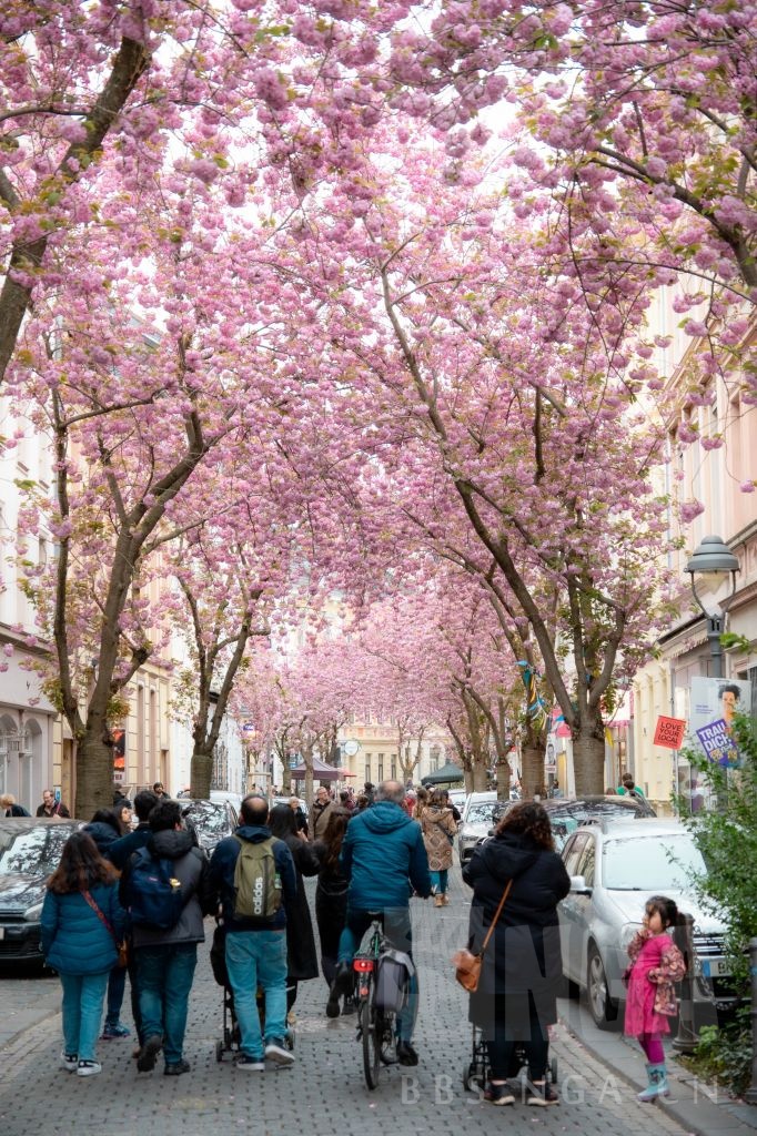 德国波恩市陆军街的樱花