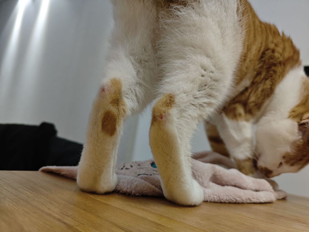 小猫咪的脚后跟为什么会磨破
