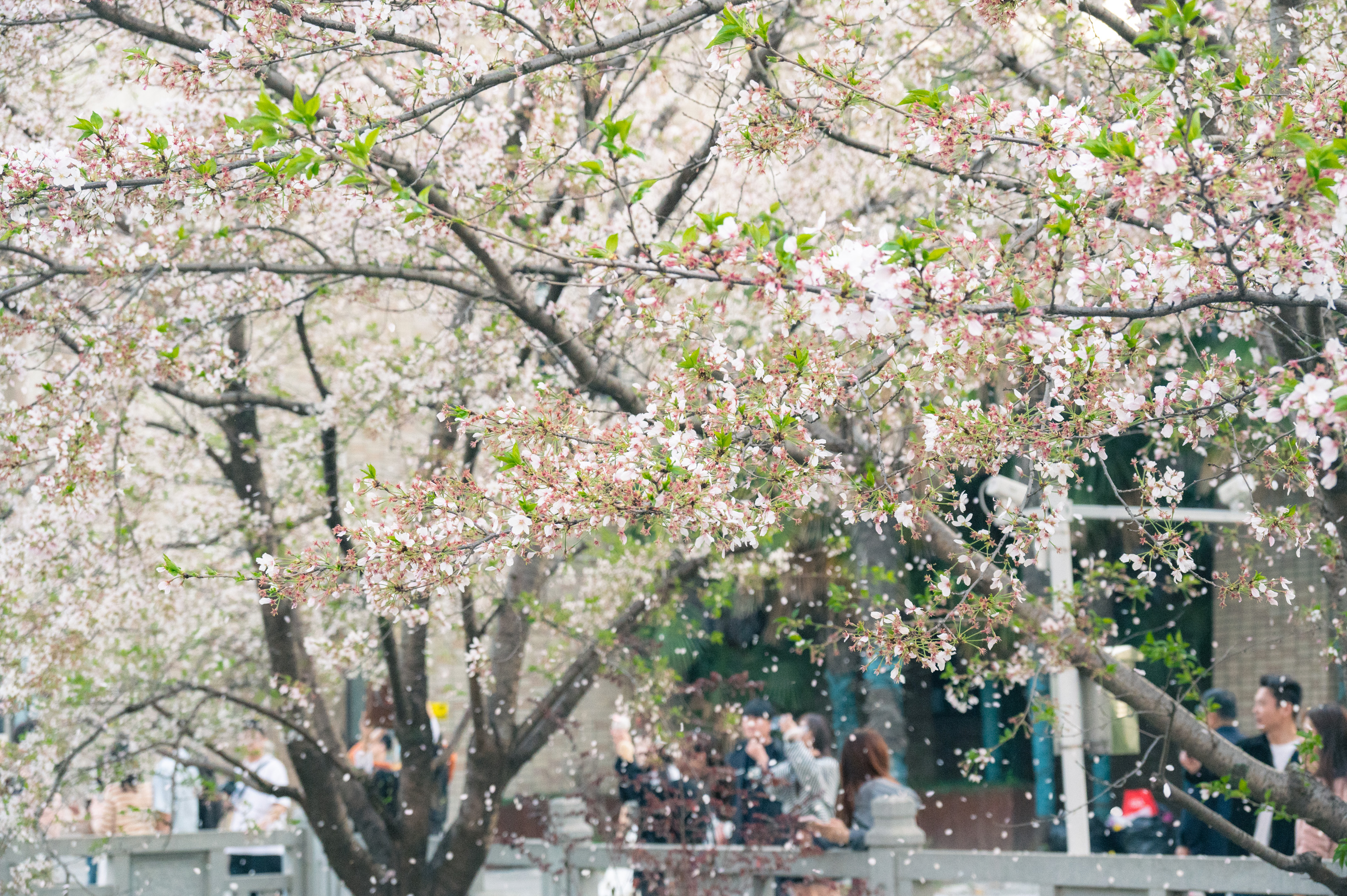 清明前一周拍的樱花