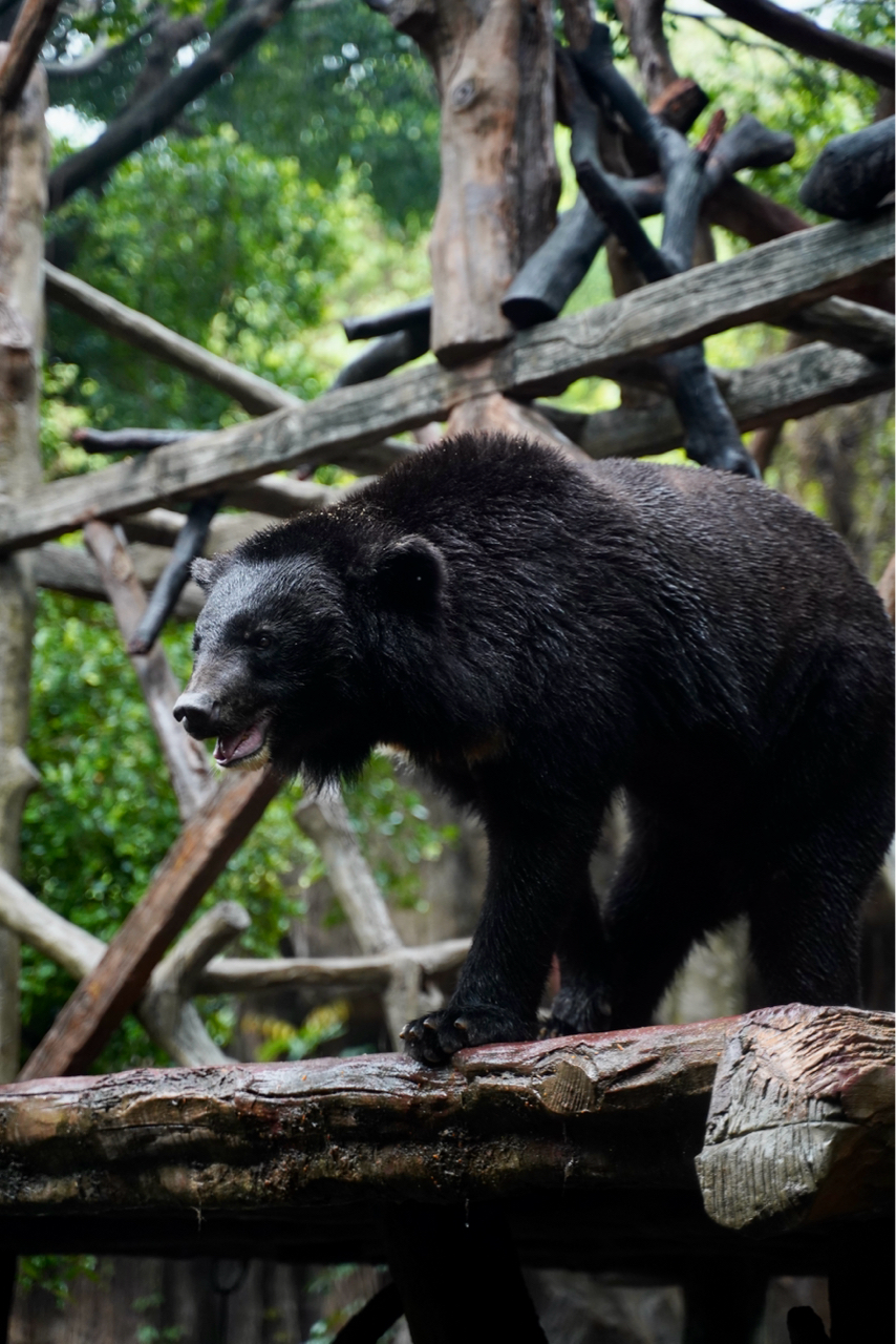 带娃第一次去动物园,第一次用相机拍动物