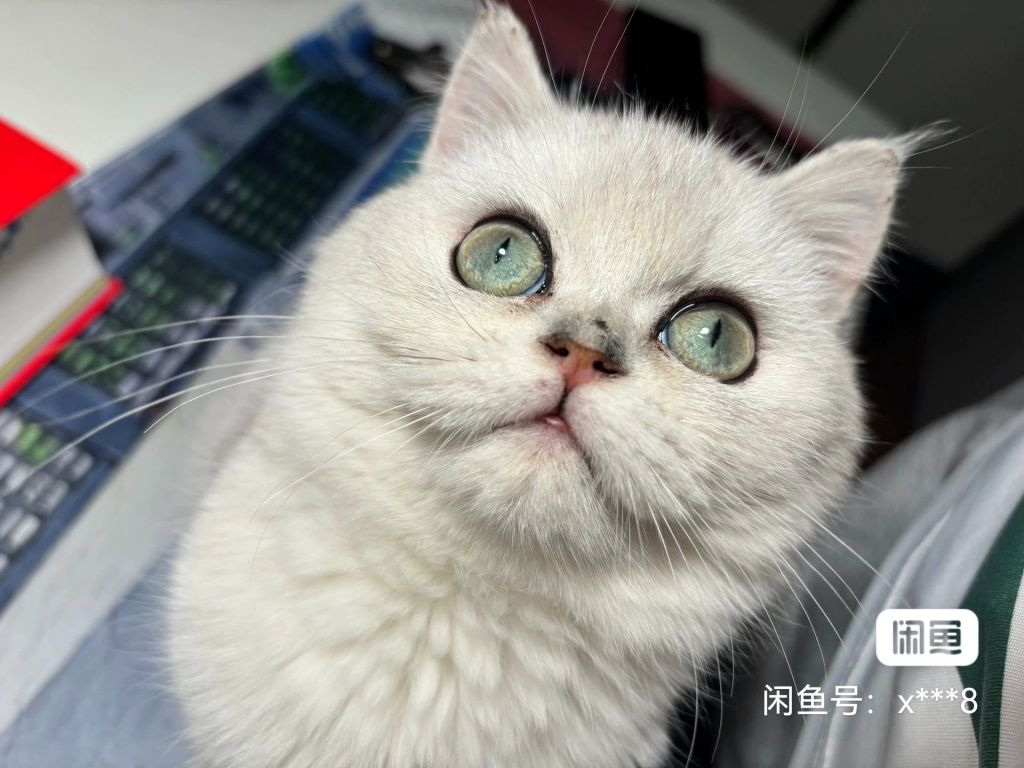 有图有真相猫猫鼻子那有点黑色是弄脏的还是就长成这样