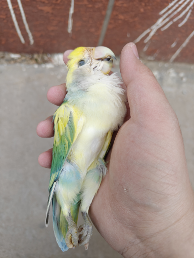 希望养鹦鹉的都要看一下很重要呜呜呜