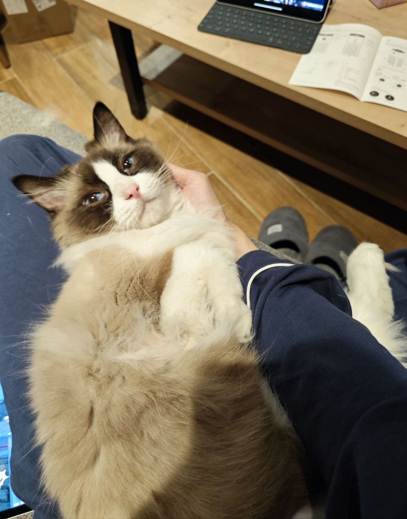 这只布偶600买的值么