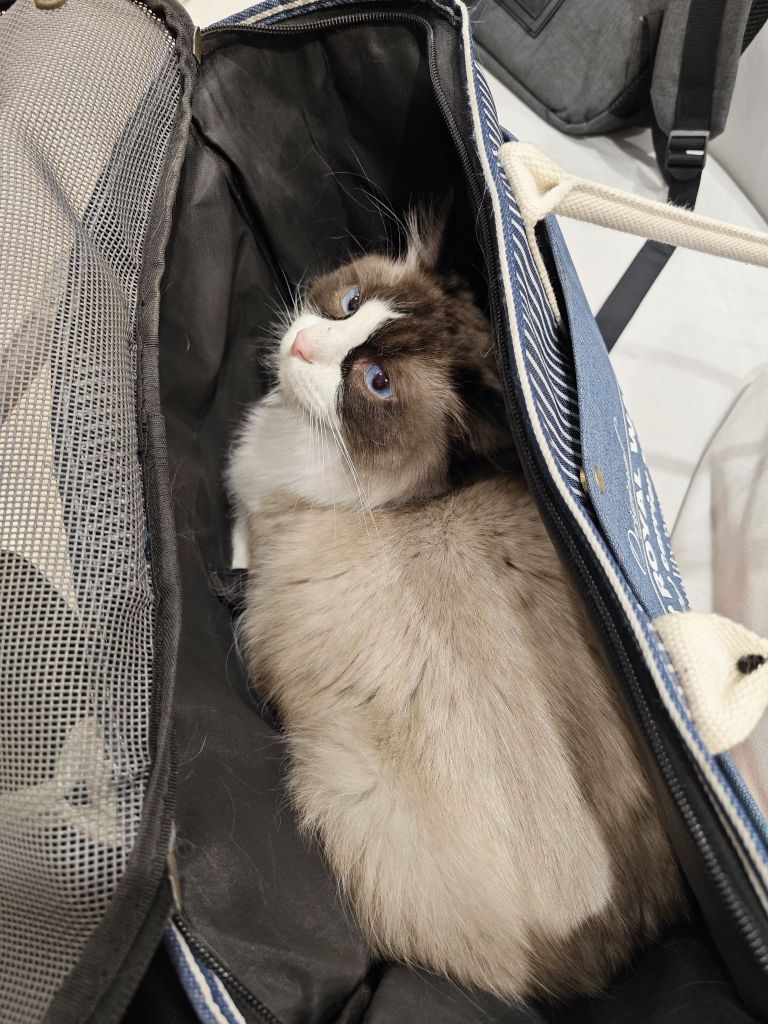 这只布偶600买的值么