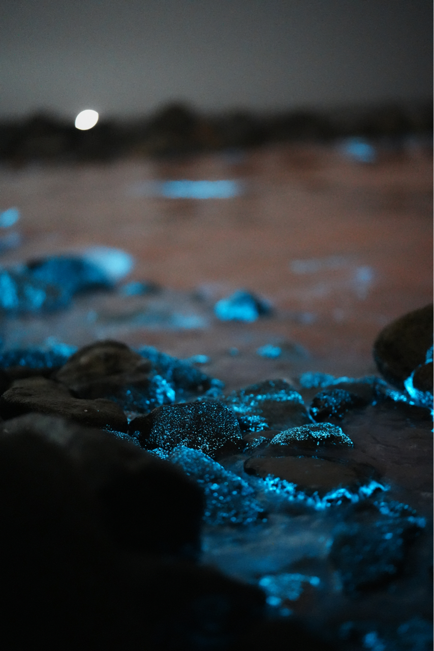 星星坠入大海----平潭蓝眼泪