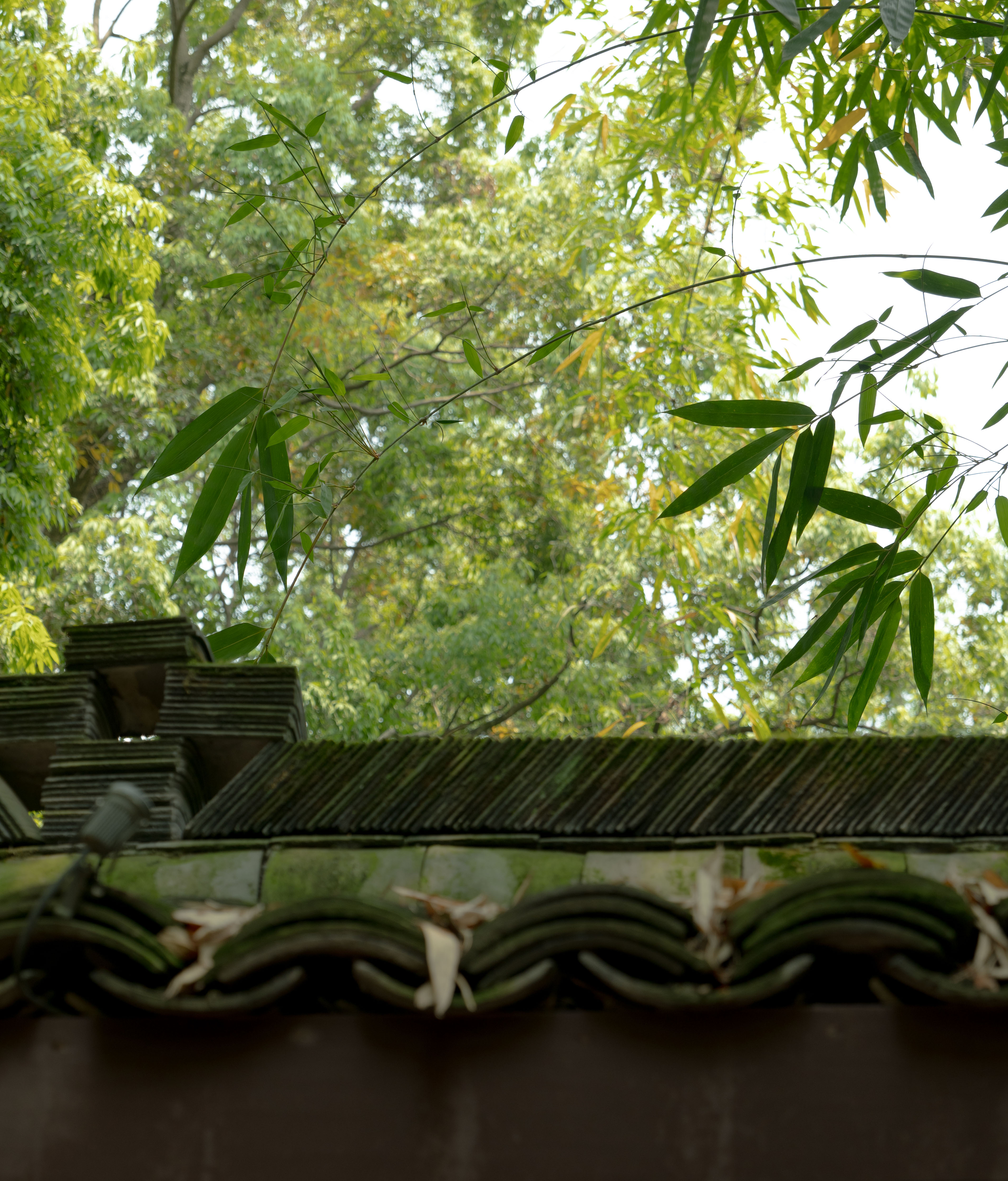 [踏青摄影] 杜甫草堂逛半天