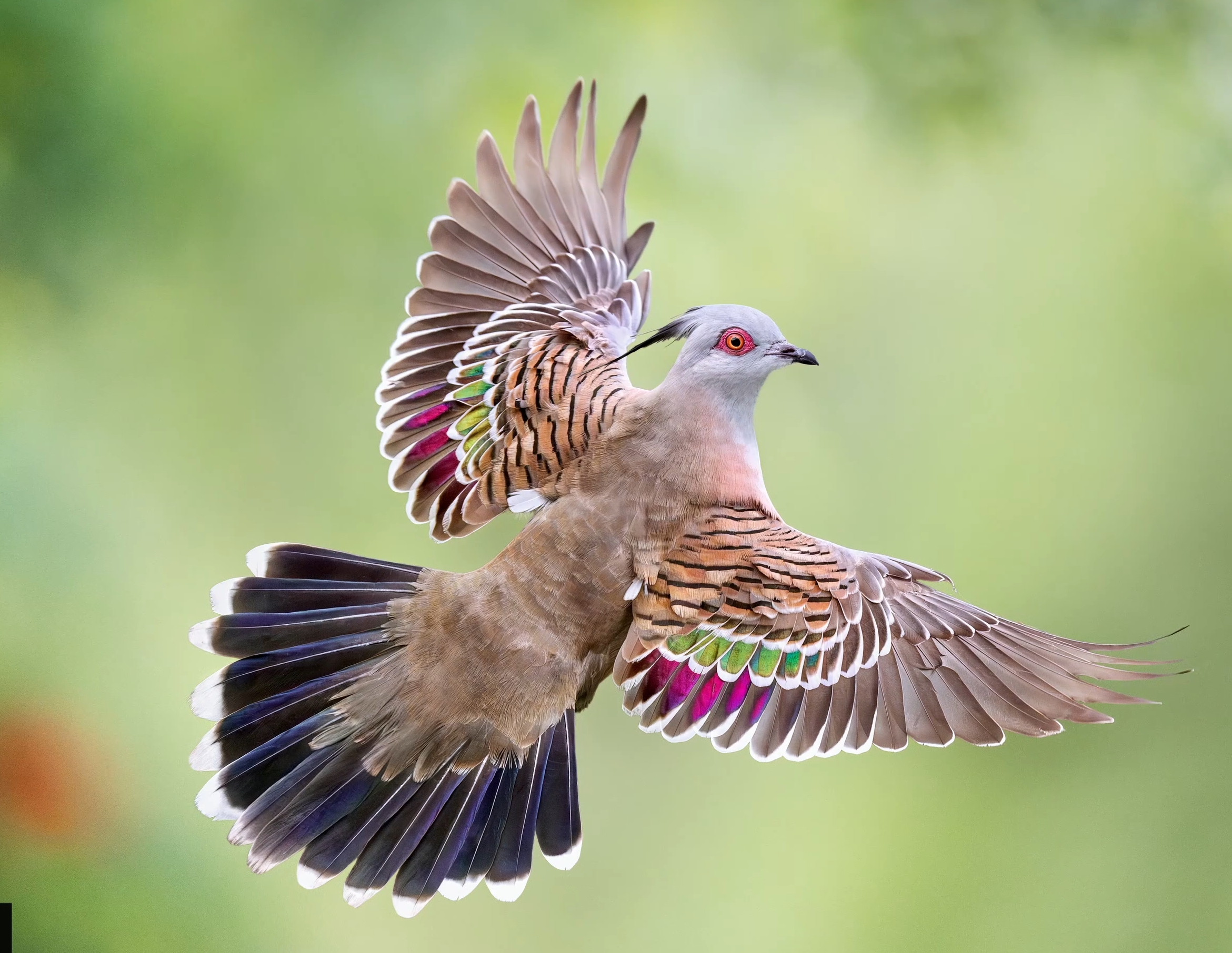 索尼a9iii打鸟测评每秒120张raw飞版实测中文janwegener强