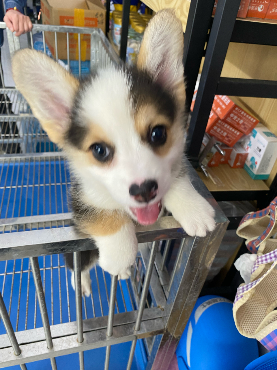 有养三色柯基的朋友能帮忙看看吗?