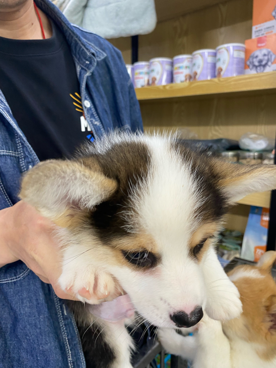 有养三色柯基的朋友能帮忙看看吗?