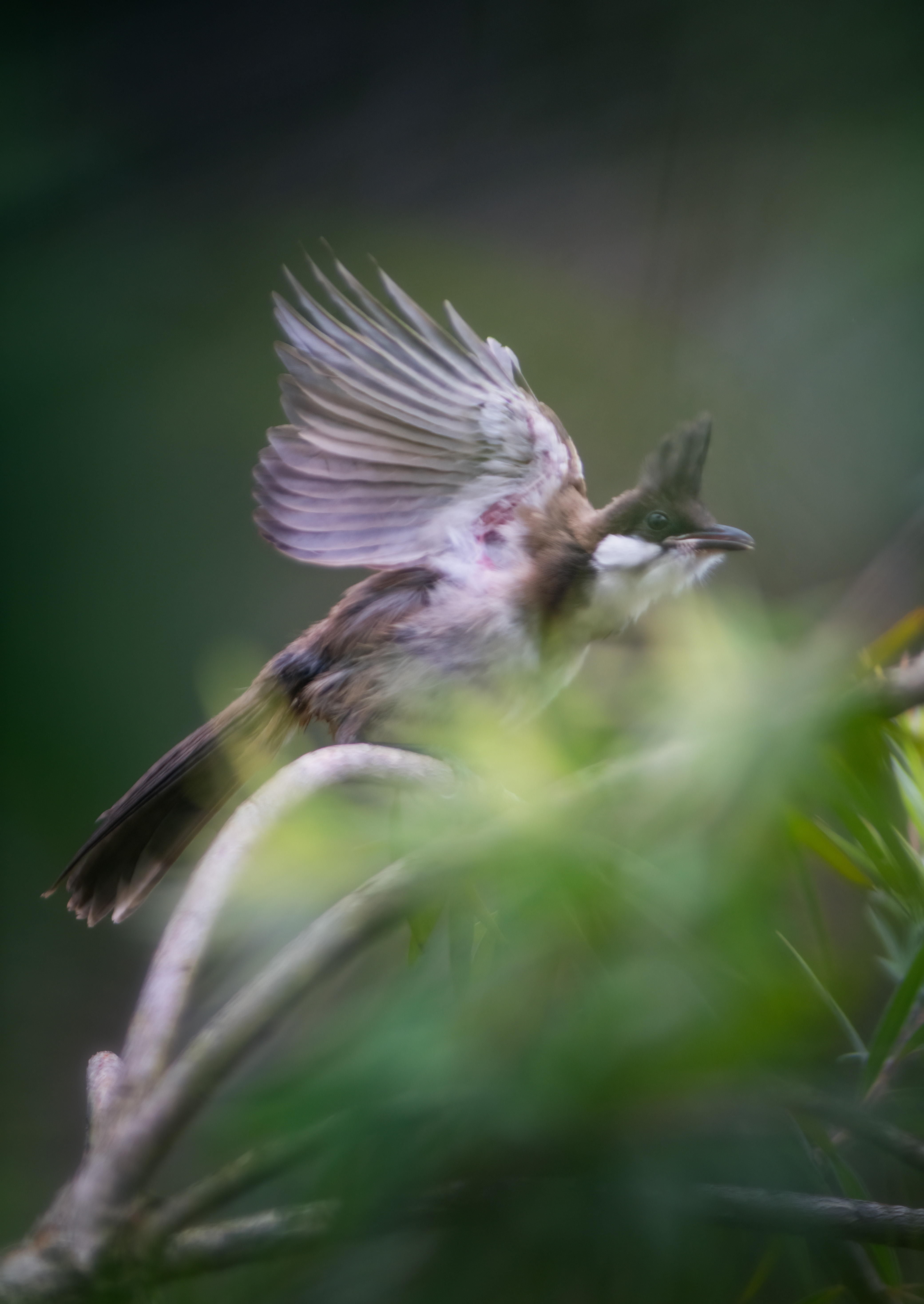 沧野500plus小升级后又来打鸟了
