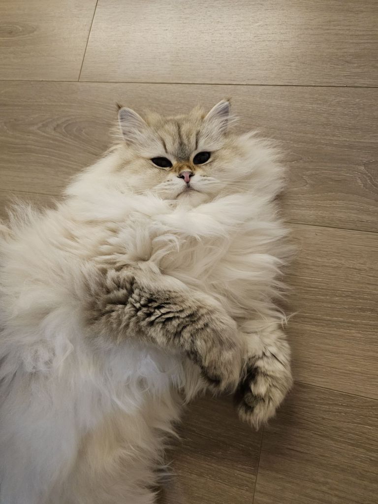 西森这小家伙感觉永远长不大