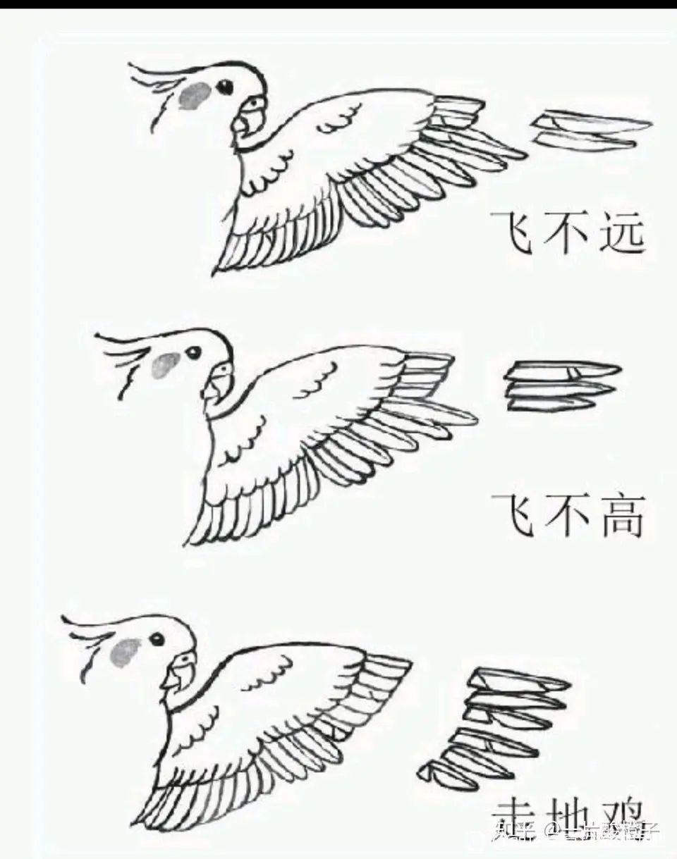 [闲谈杂聊]其实仔细看,星期日才是那只飞不起来的鸟啊.