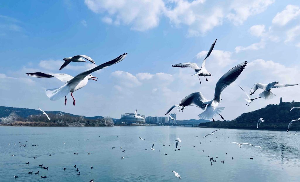 新手入坑暂定xs20了 目前选镜头有些疑惑 求大佬帮忙