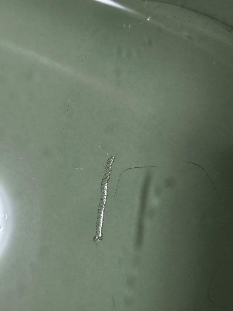 猫咪喝的水里出现了这种虫子,这是什么虫?