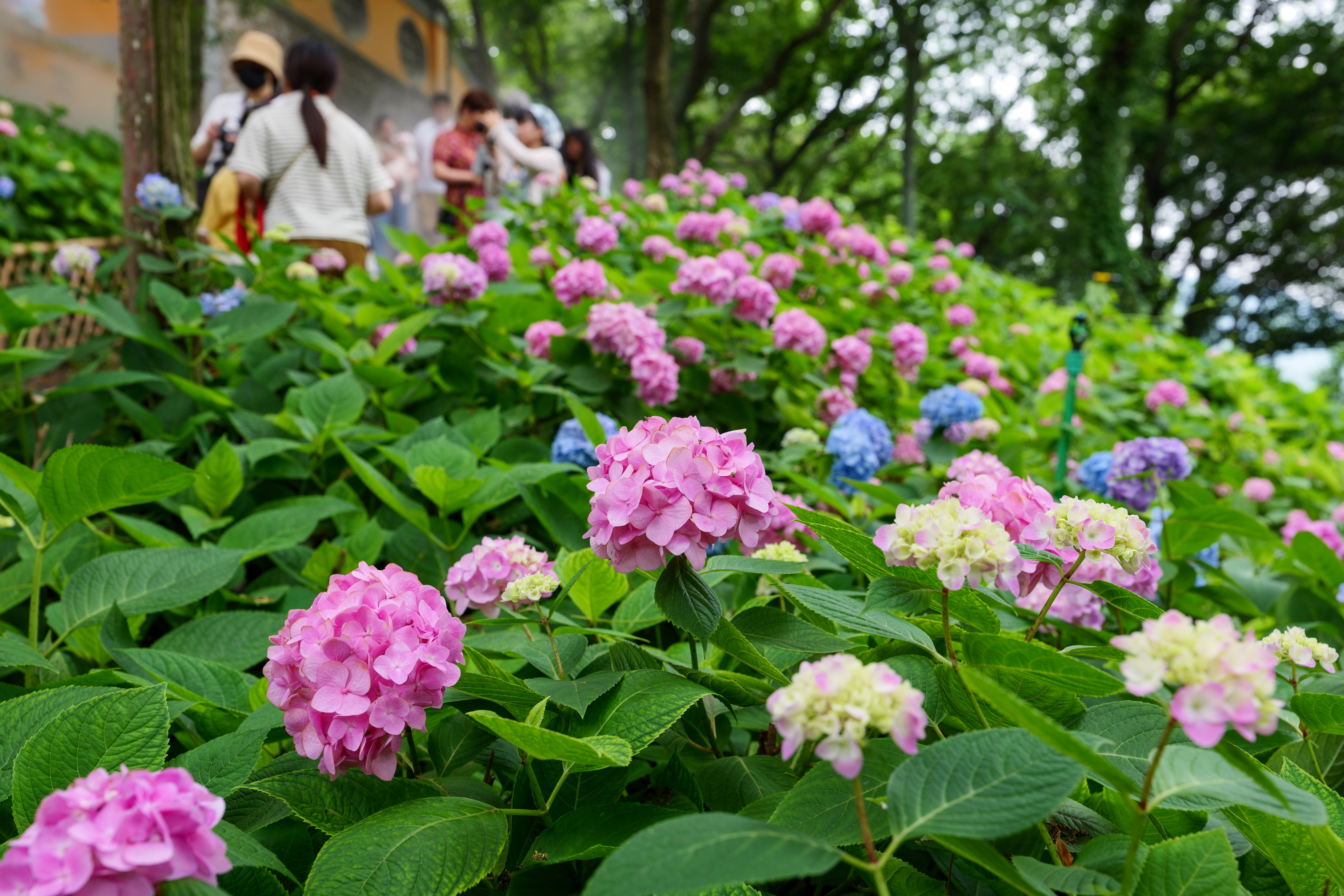 夏天的寄畅园和绣球花