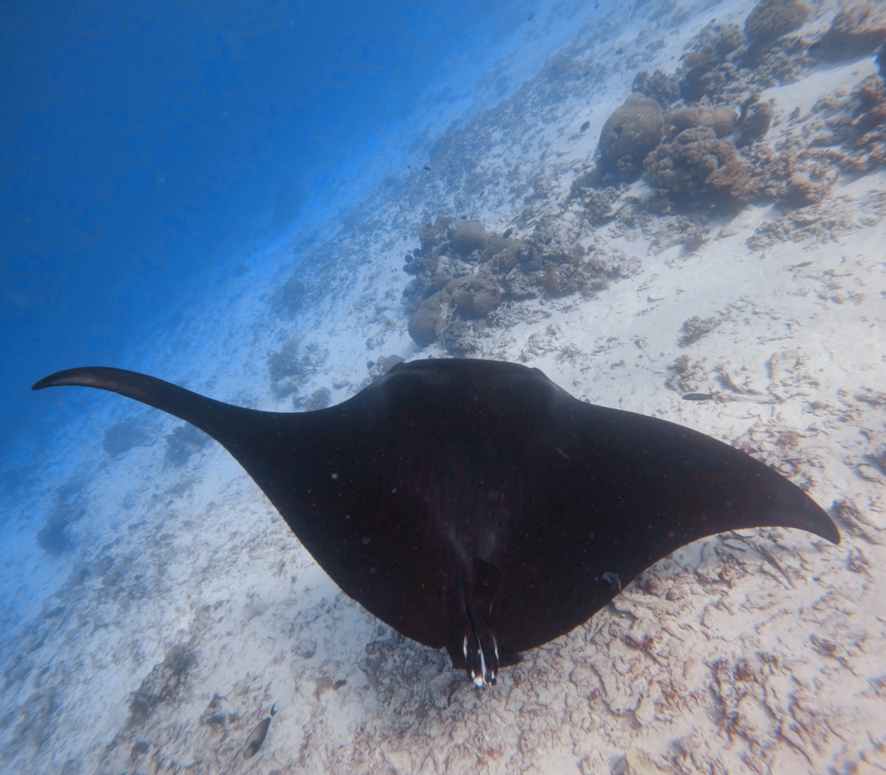 动物摄影,新捕获一组 manta