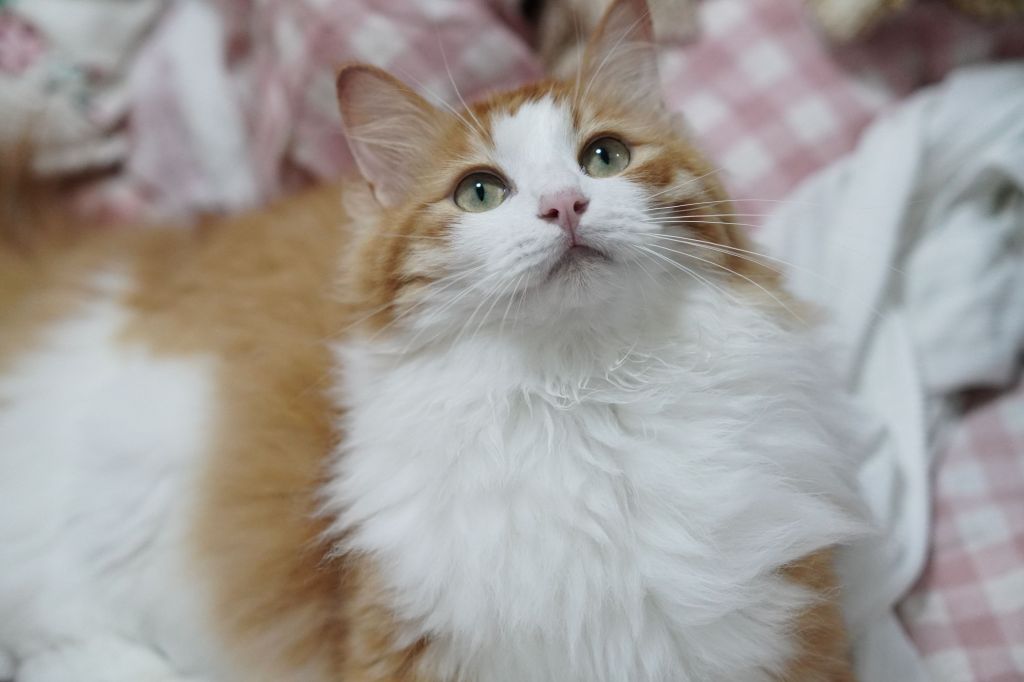 再也不说我家小猫是笨蛋了!