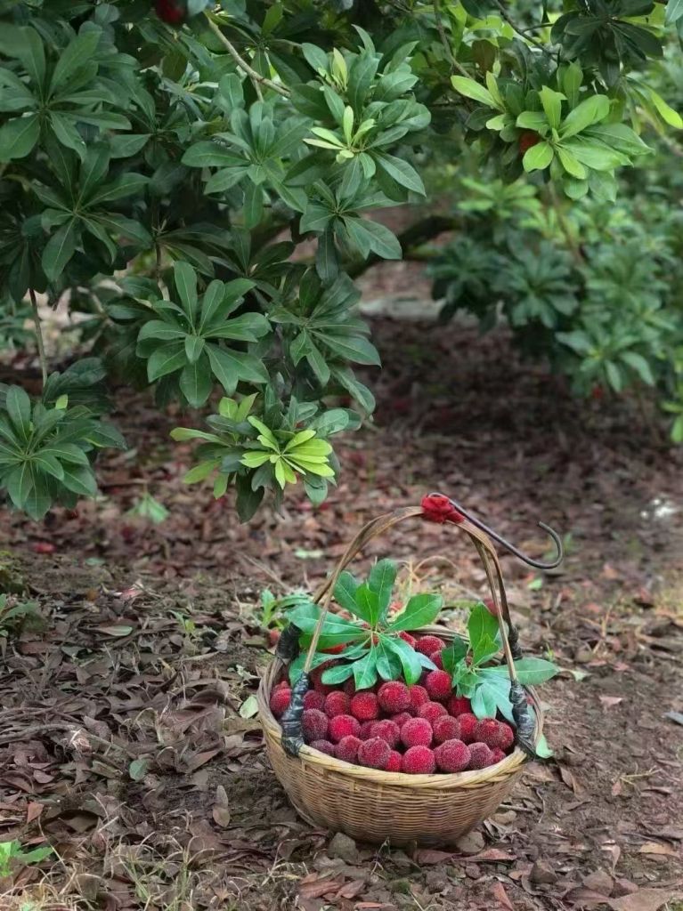 卖自家种的仙居东魁杨梅