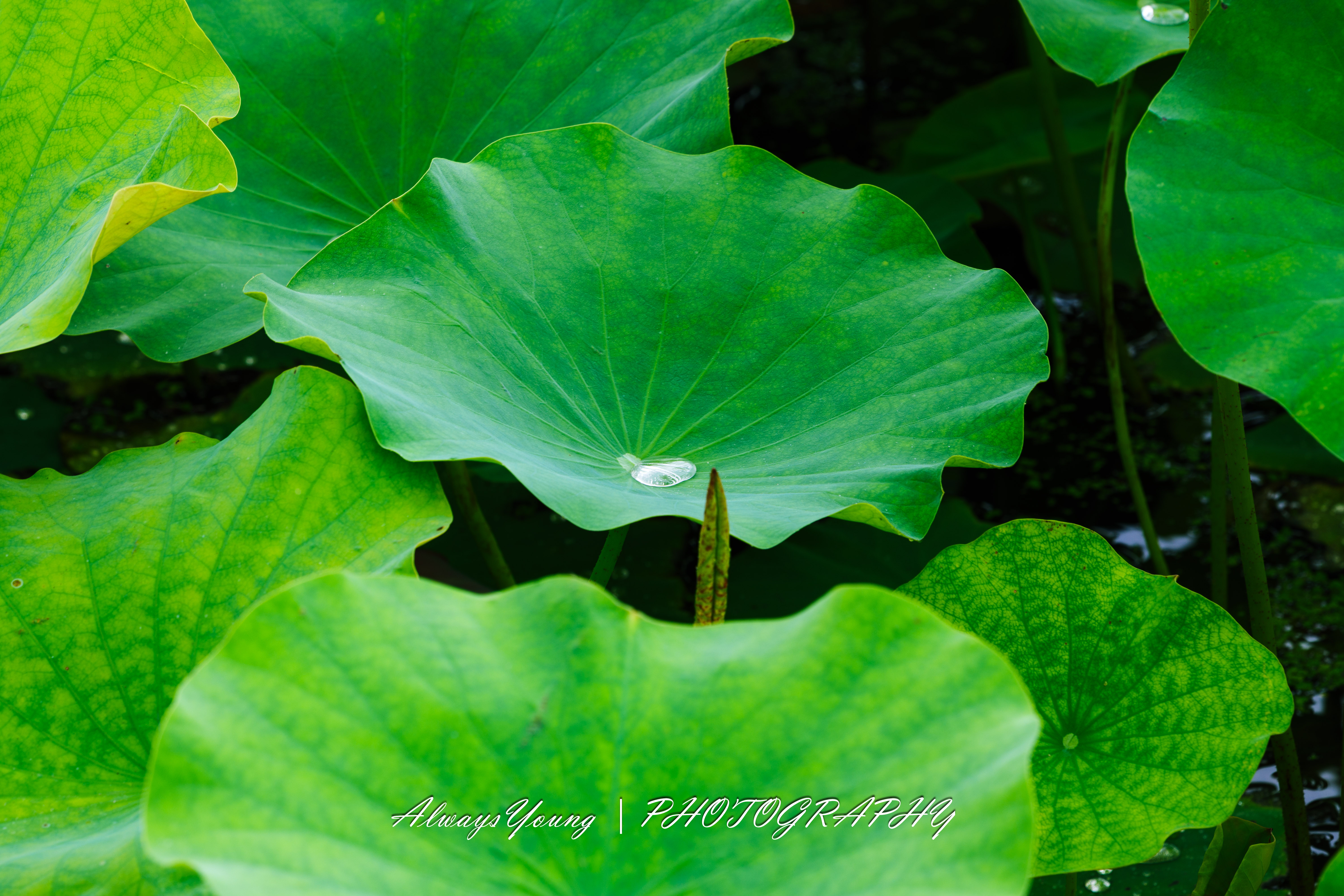 梅雨季节的雨后荷花