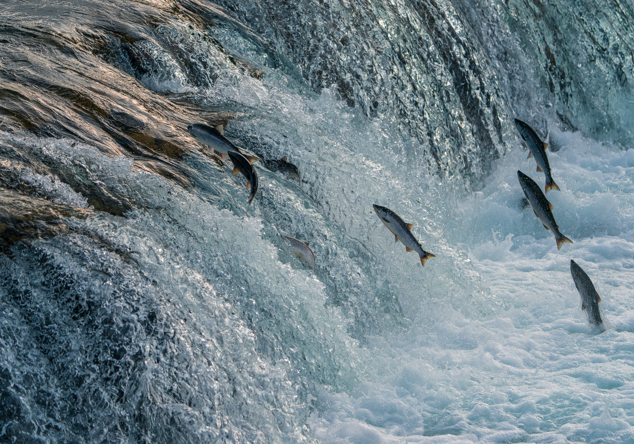 [游记分享] [美国] 2024上半年分享-阿拉斯加的冬与夏