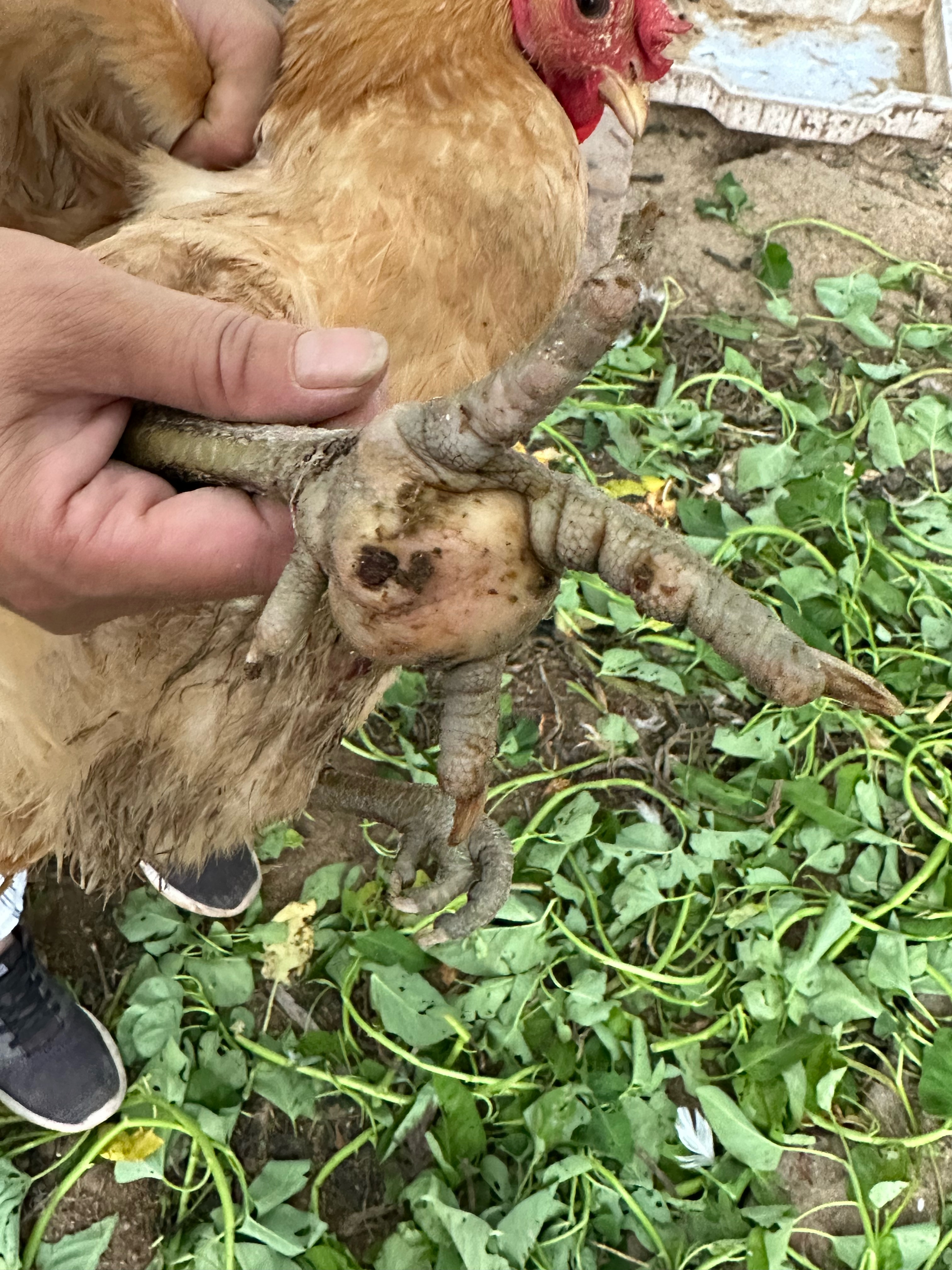 求教鸡的脚掌肿大什么情况