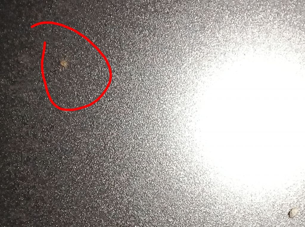 笔记本钻进这种白色透明的虫子有什么好的驱虫方法吗?