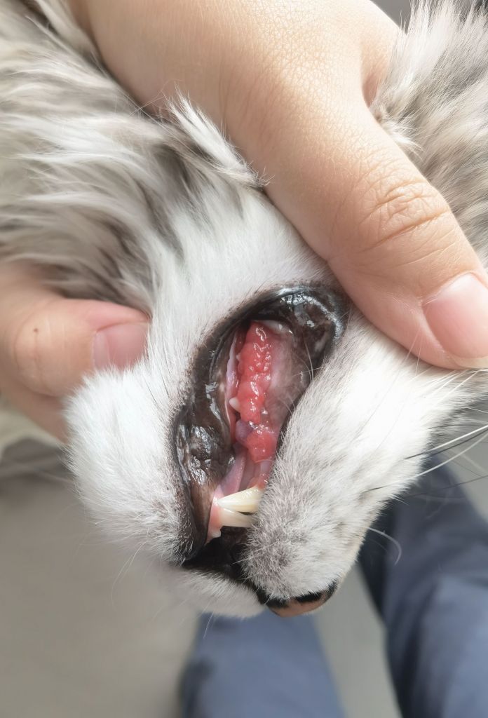 求助缅因猫牙龈增生
