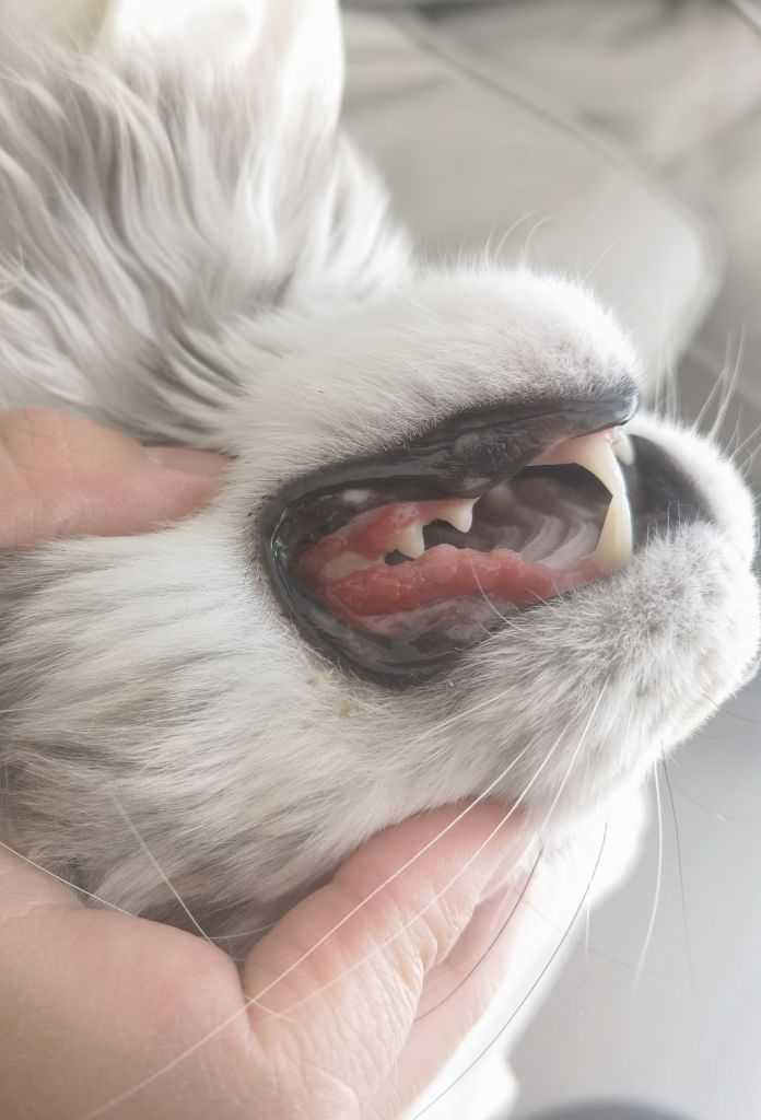 求助缅因猫牙龈增生