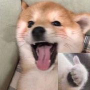 儒雅随和的小僧 的头像