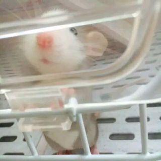 花枝鼠 安利一种略微冷门的小宠 花枝鼠nga玩家社区