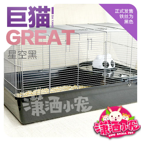 花枝鼠 安利一种略微冷门的小宠 花枝鼠nga玩家社区