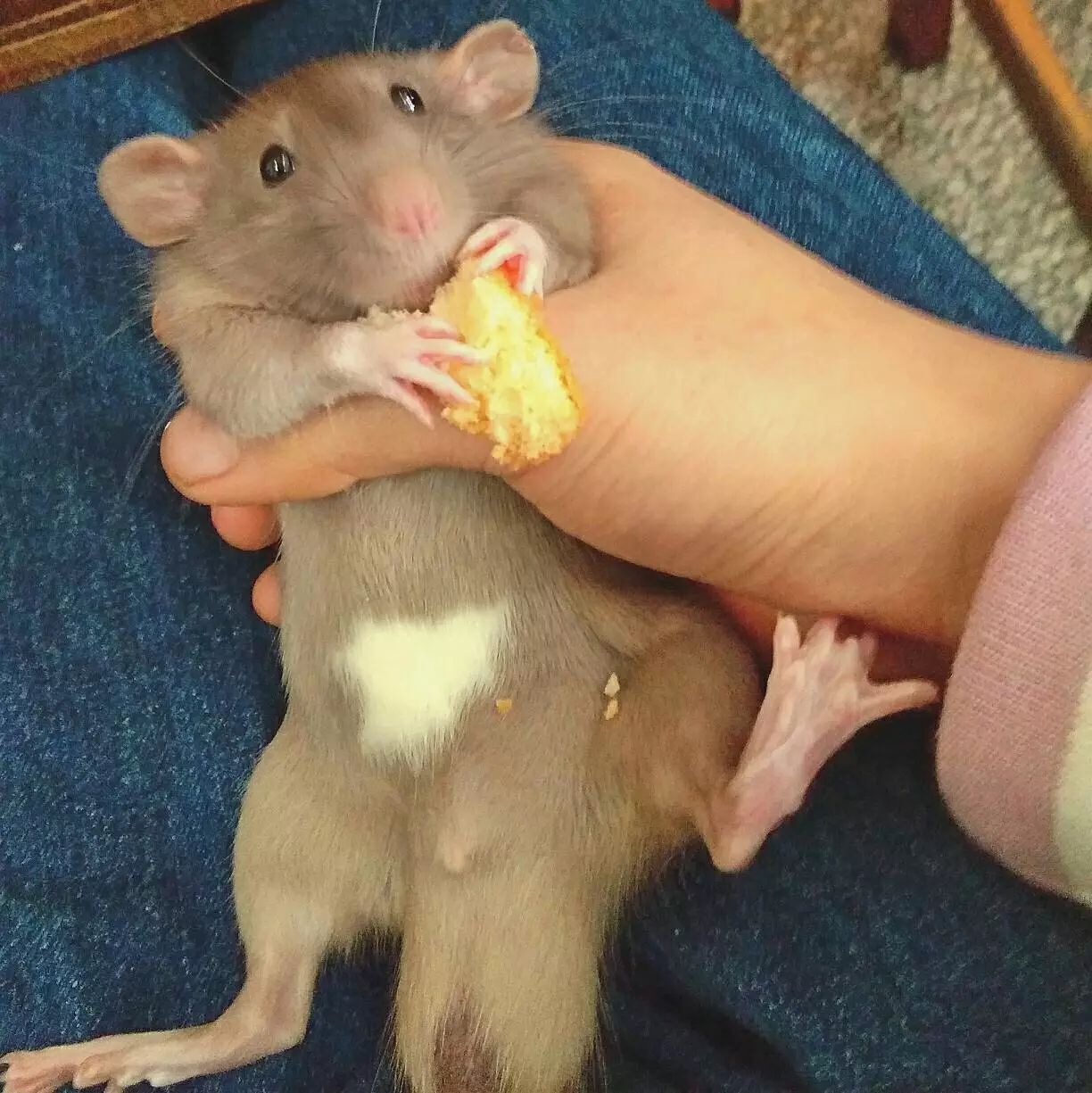 花枝鼠 安利一种略微冷门的小宠 花枝鼠nga玩家社区