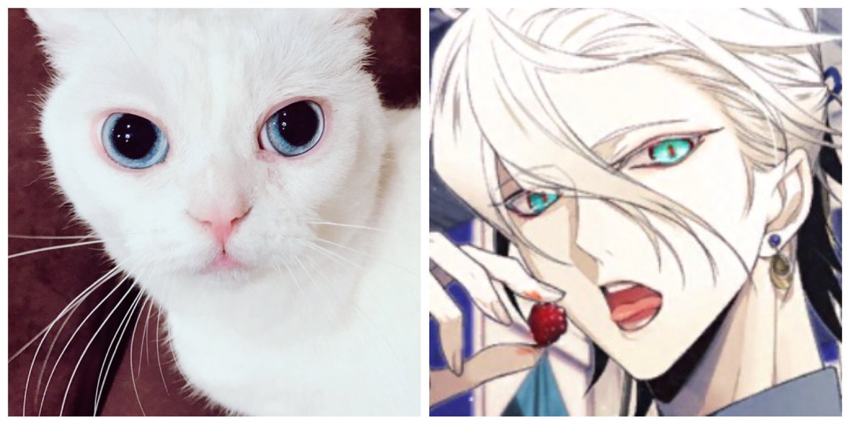 理性蒸发a 悠木碧 我家的猫很像迦尔纳nga玩家社区