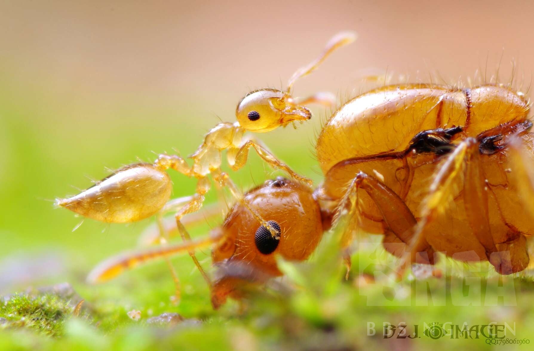 長 翅膀 的 大 螞蟻 (99) 사진
