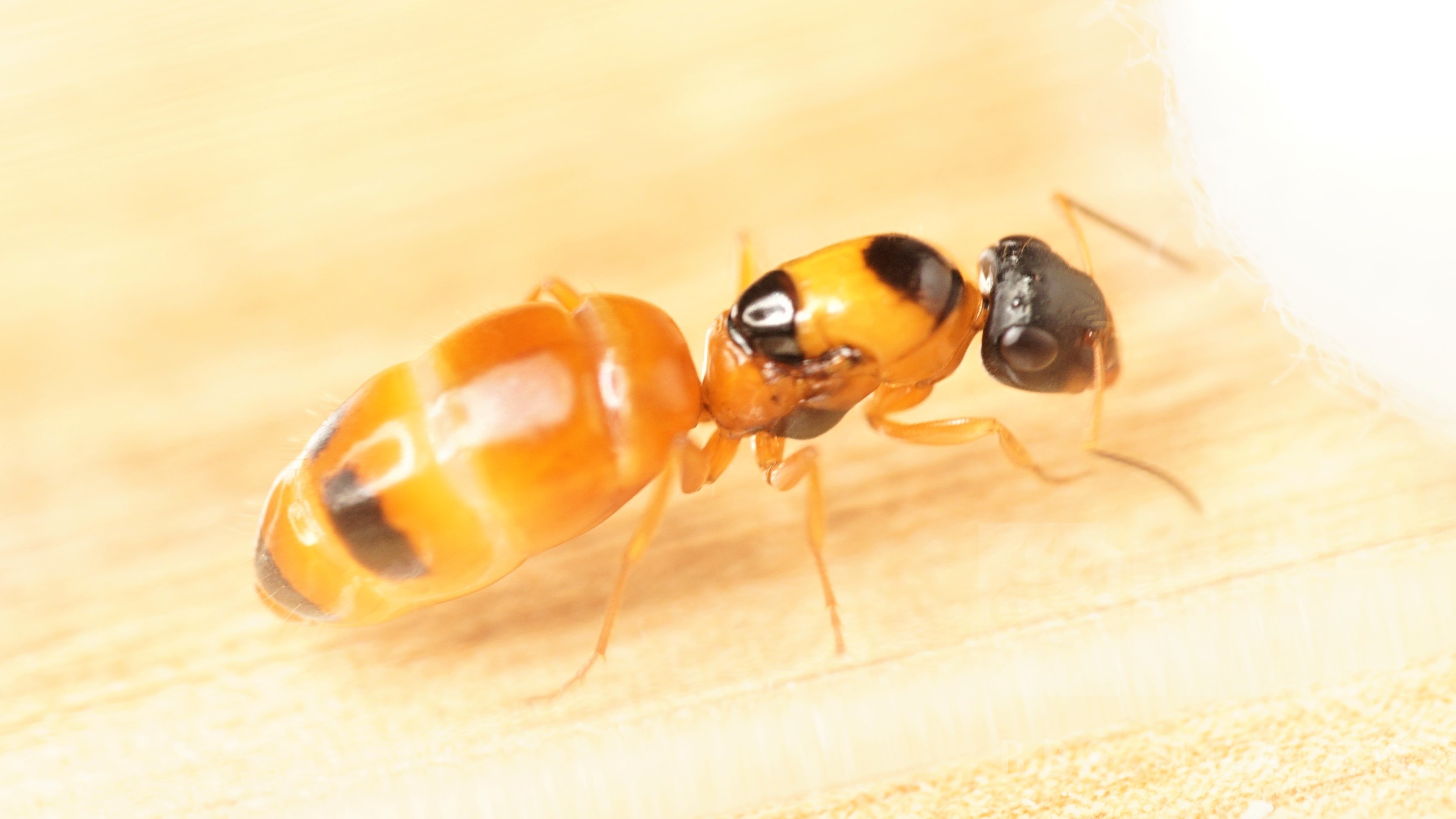 安利]蚂蚁入坑指北NGA玩家社区